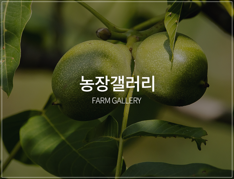 농장갤러리